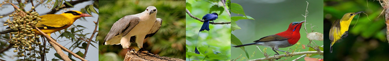 Deciding on a National Bird - Anthropology & the Human Condition Deciding on a National Bird - Anthropology & the Human Condition
