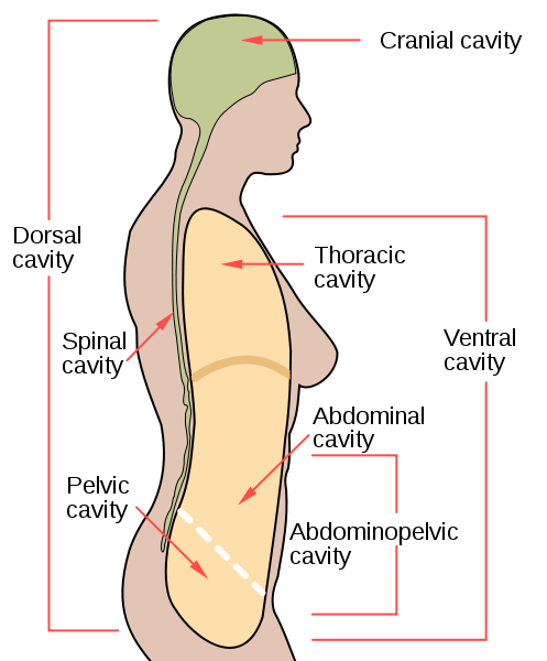 laparotomy laparotomy