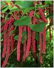Acalypha Hispida Acalypha Hispida