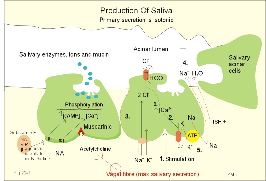 Formation of Saliva - Cariology Formation of Saliva - Cariology