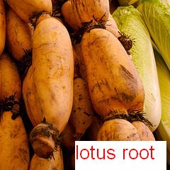 lotus root lotus root