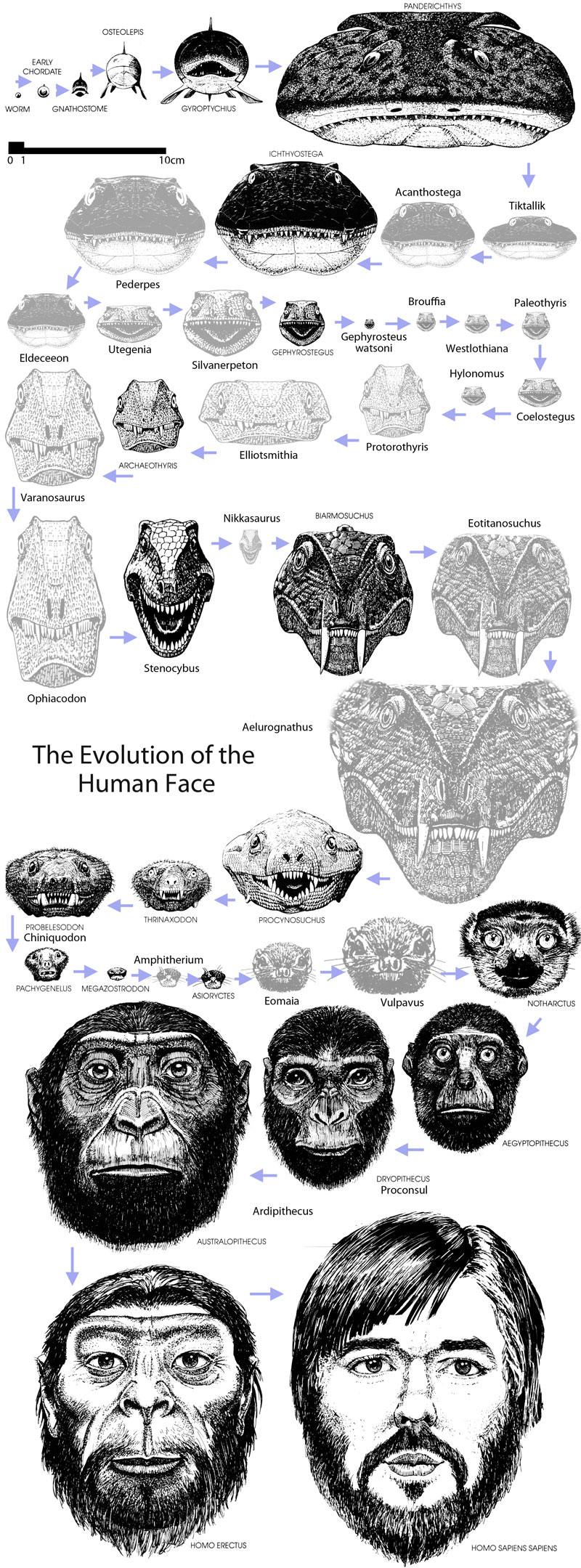 human face evolution 800p human face evolution 800p