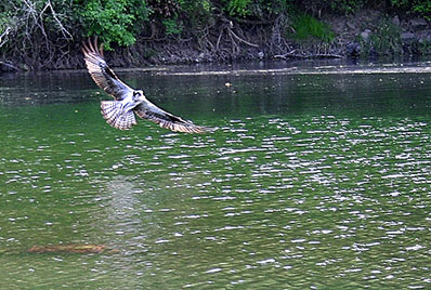 Osprey on the Umpqua Osprey on the Umpqua
