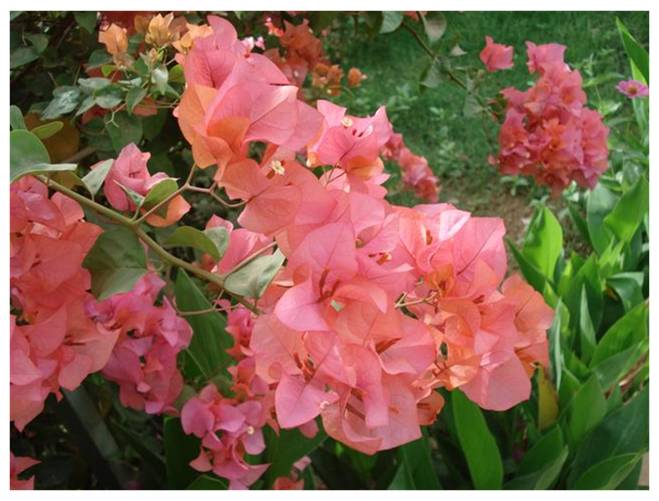 Bougainvilliea Bougainvilliea