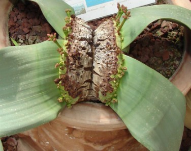 Welwitschia mirabilis Welwitschia mirabilis