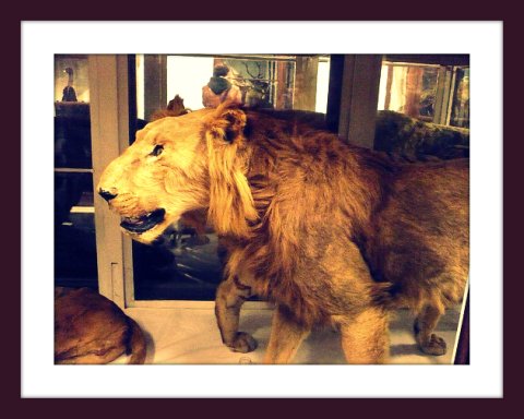 leone leone
