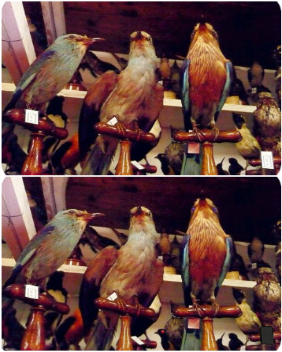 varie specie di uccelli varie specie di uccelli