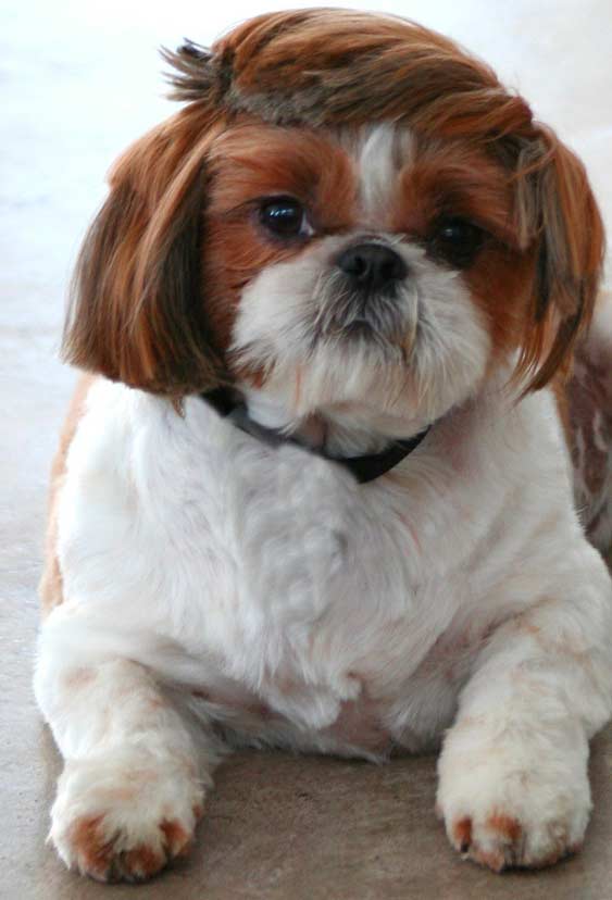 shih tzu shih tzu
