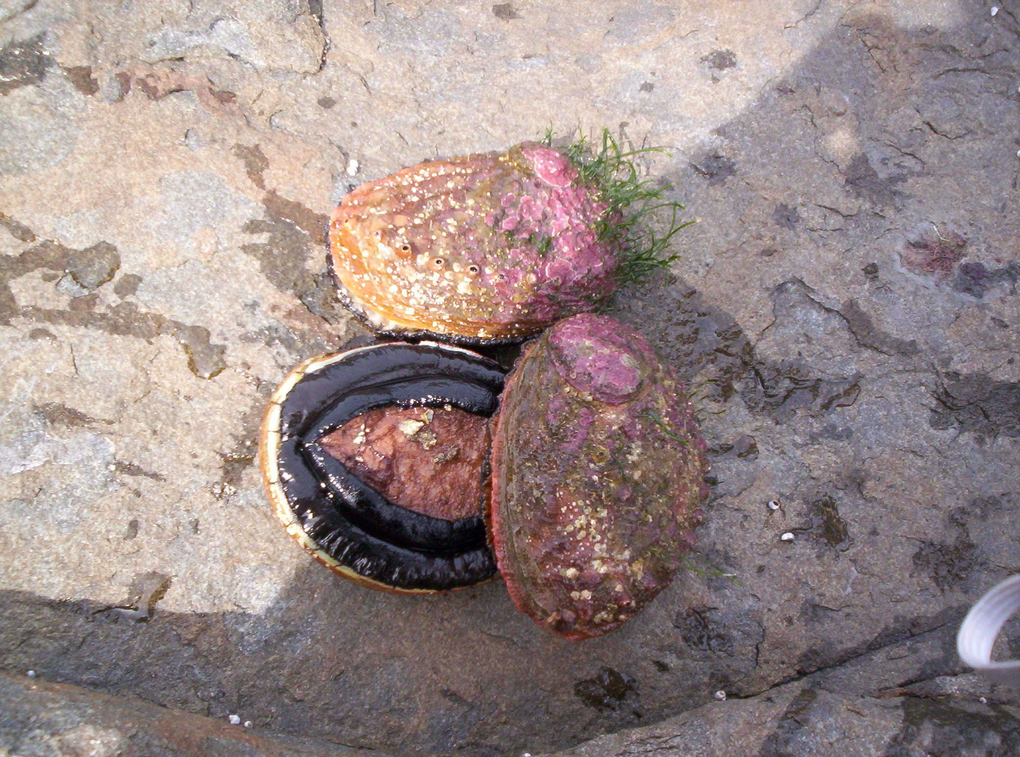 bush tucker - pungenna art. aboriginal artists bush tucker - pungenna art. aboriginal artists