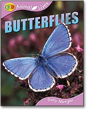 butterflies butterflies