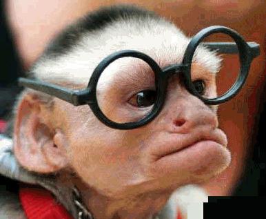 Monkey with glasses Monkey with glasses
