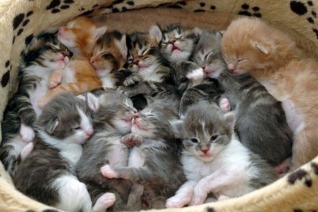 Litter of Kittens Litter of Kittens