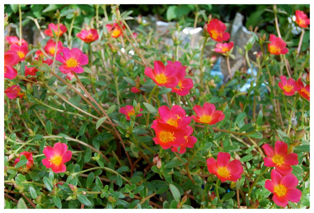 Portulaca Portulaca