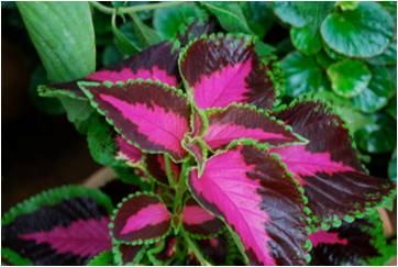 Calaoussa coleus Calaoussa coleus