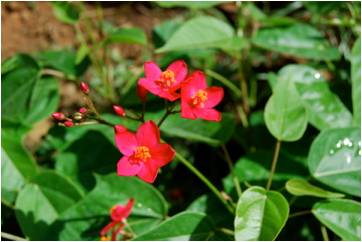 Jatropha Jatropha