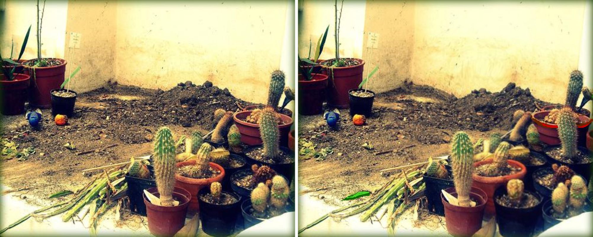 piante succulente piante succulente