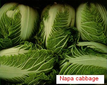 Napa cabbage Napa cabbage