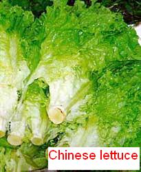 Chinese Lettuce Chinese Lettuce
