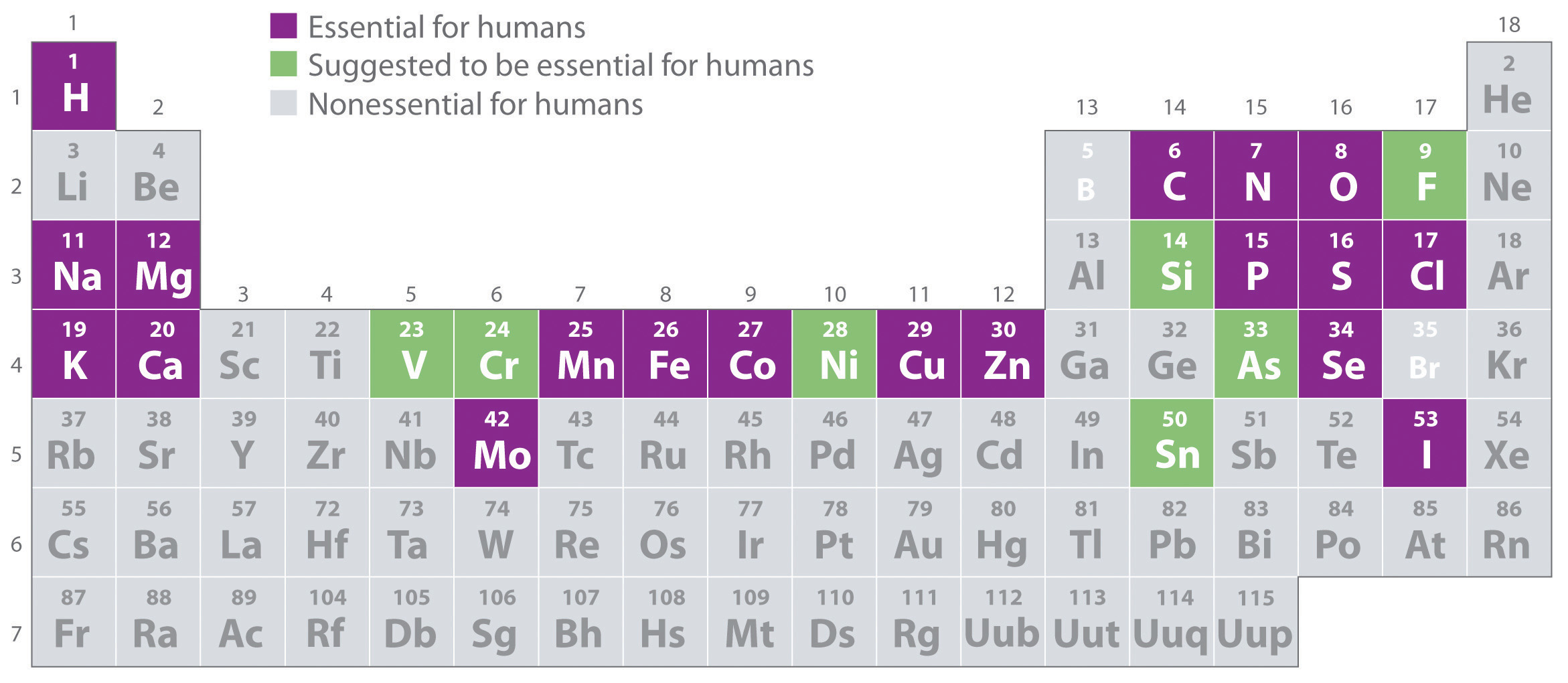 elements in human elements in human