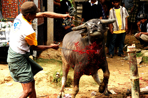 Torajan Buffalo Sacrifice Torajan Buffalo Sacrifice
